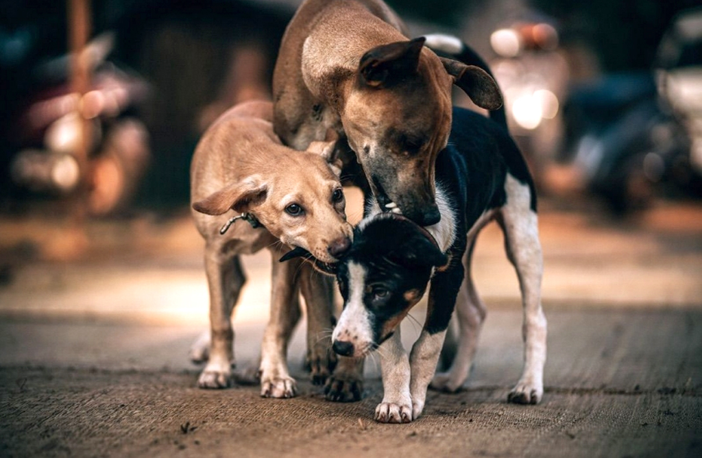 Ms de 34.000 euros para gestionar la recogida de animales abandonados, vagabundos o extraviados